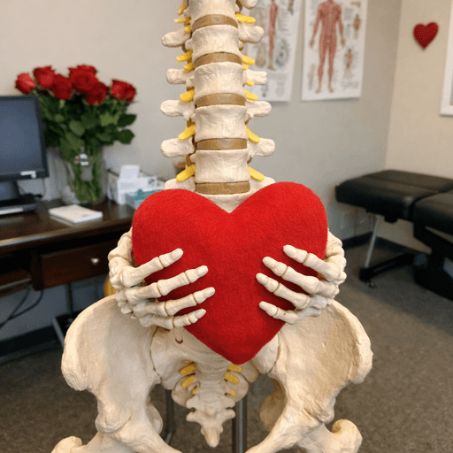 model of a spine holding a plushie heart for valentines day