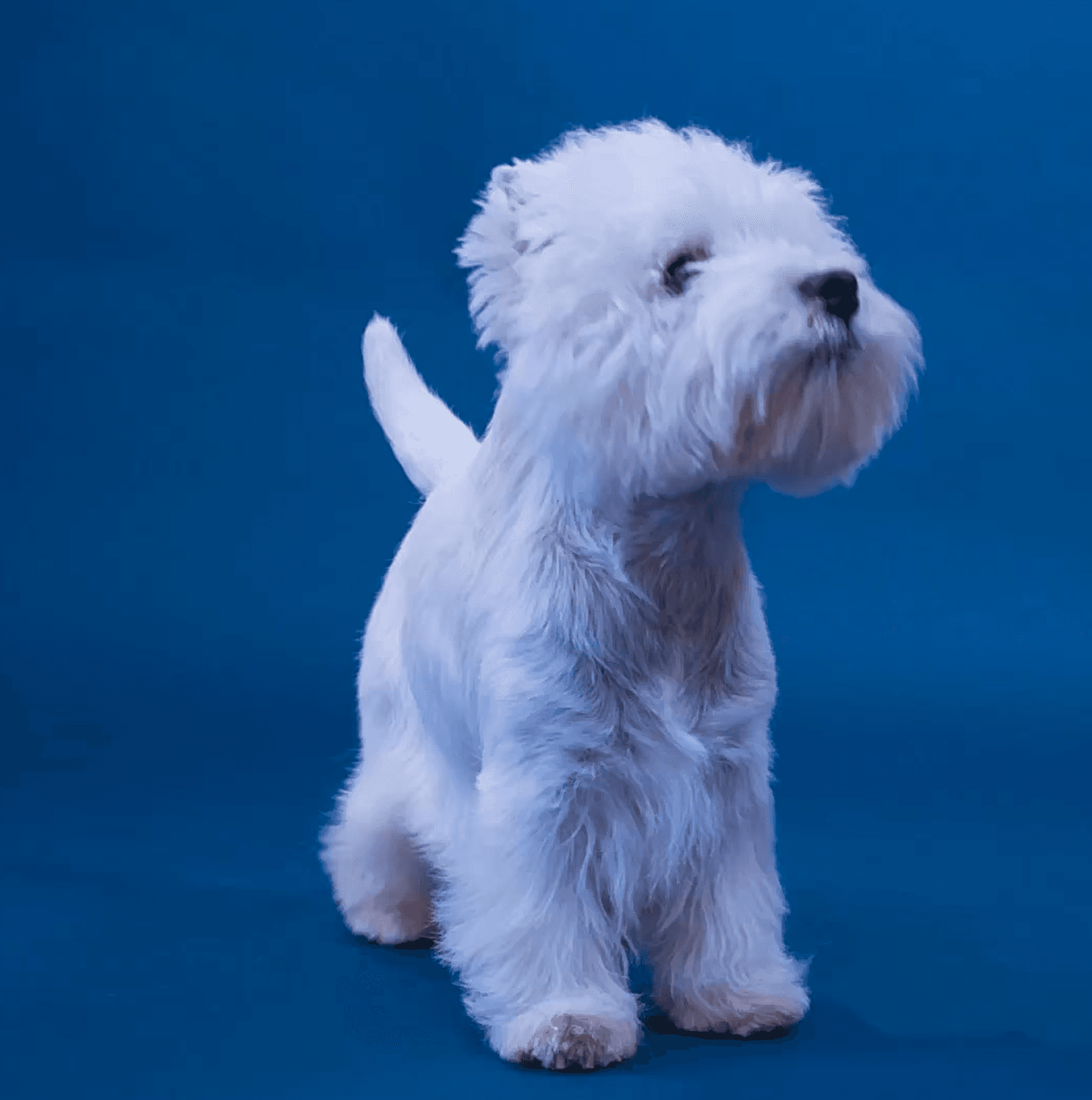 Elegant white dog standing proudly on a light background to convey confidence, precision, and premium grooming.