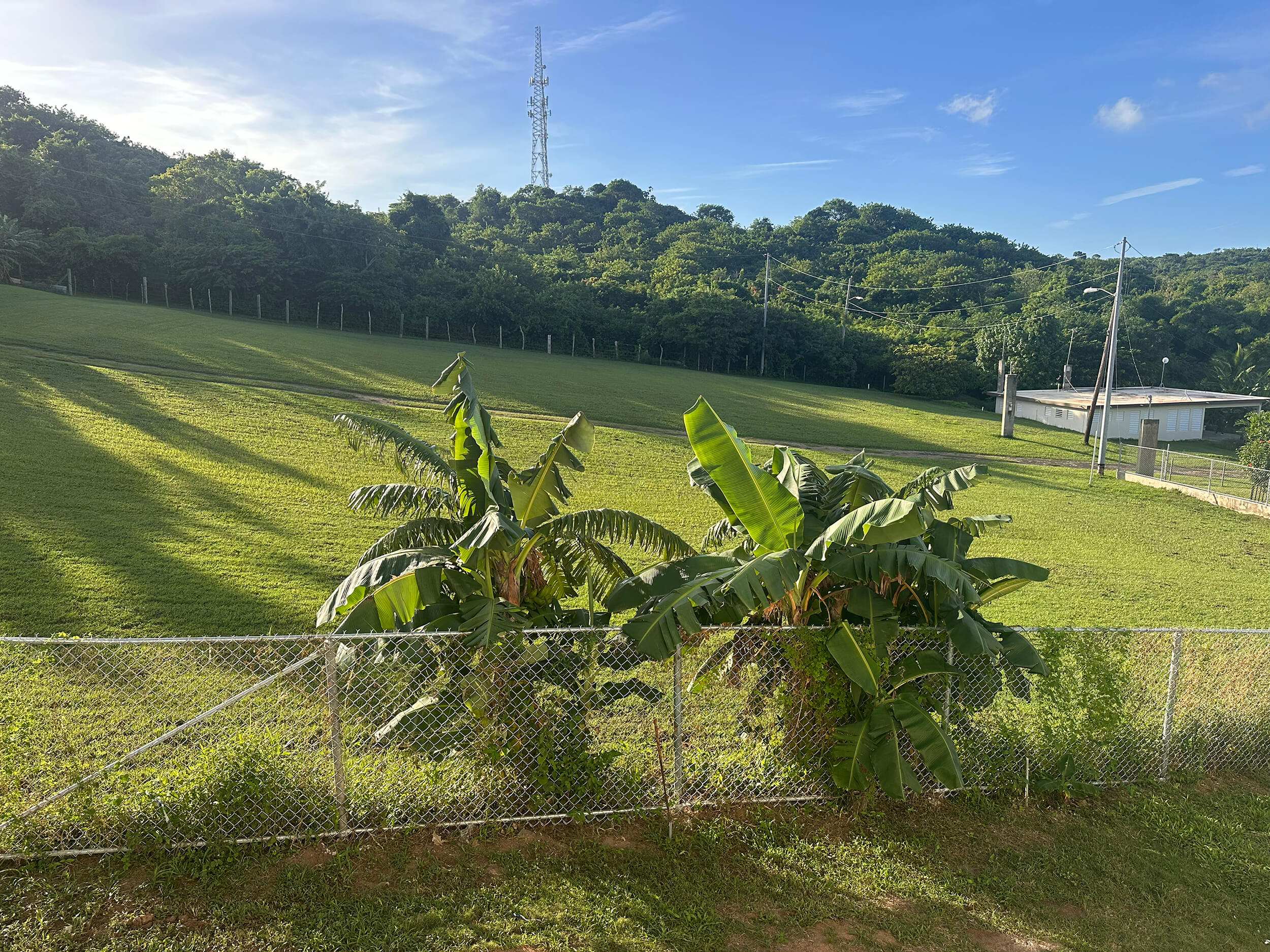 View of the lush tropical grounds of Club Vieques, featuring banana plants and green hills in the background.