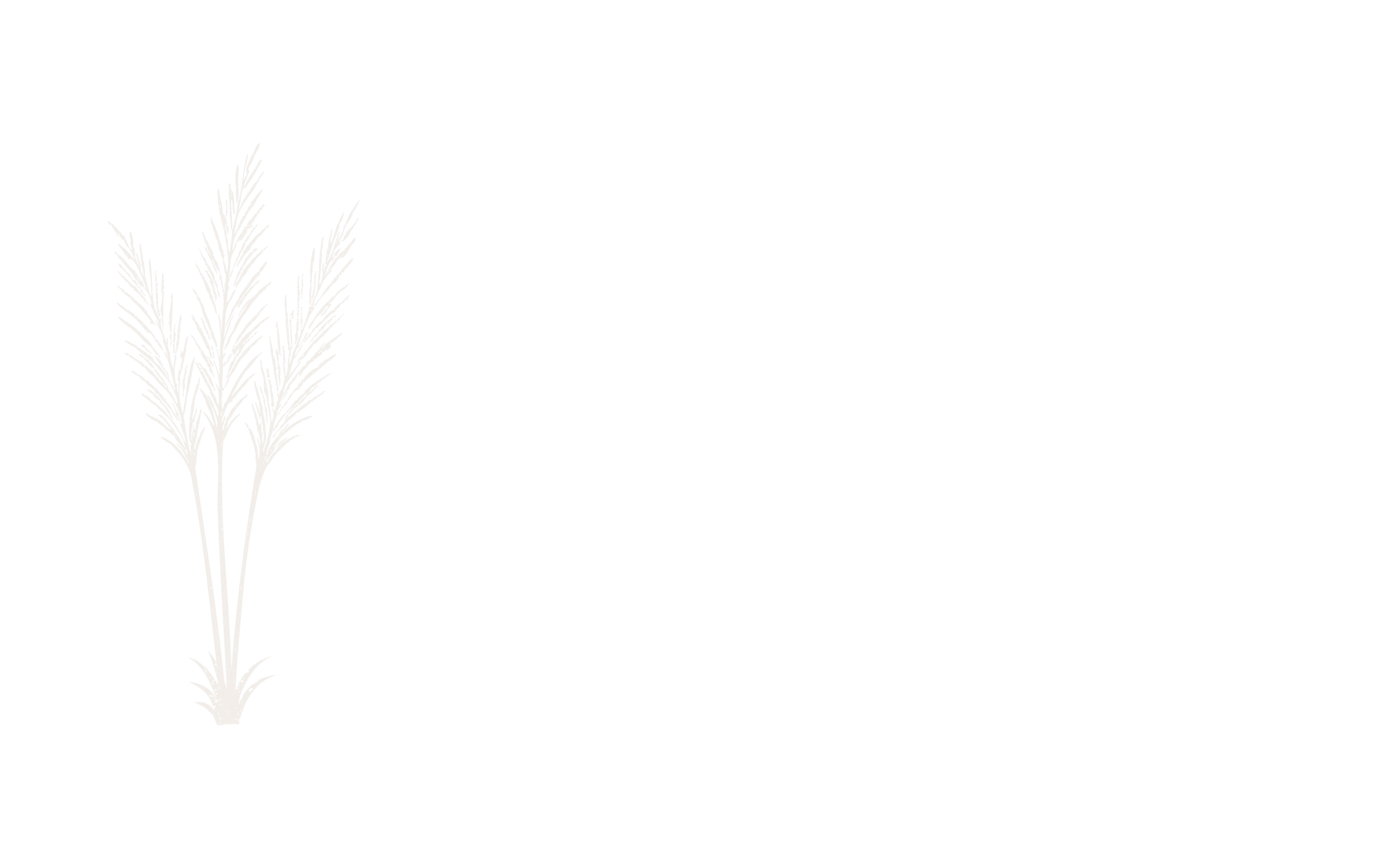 Feuilles de pampa