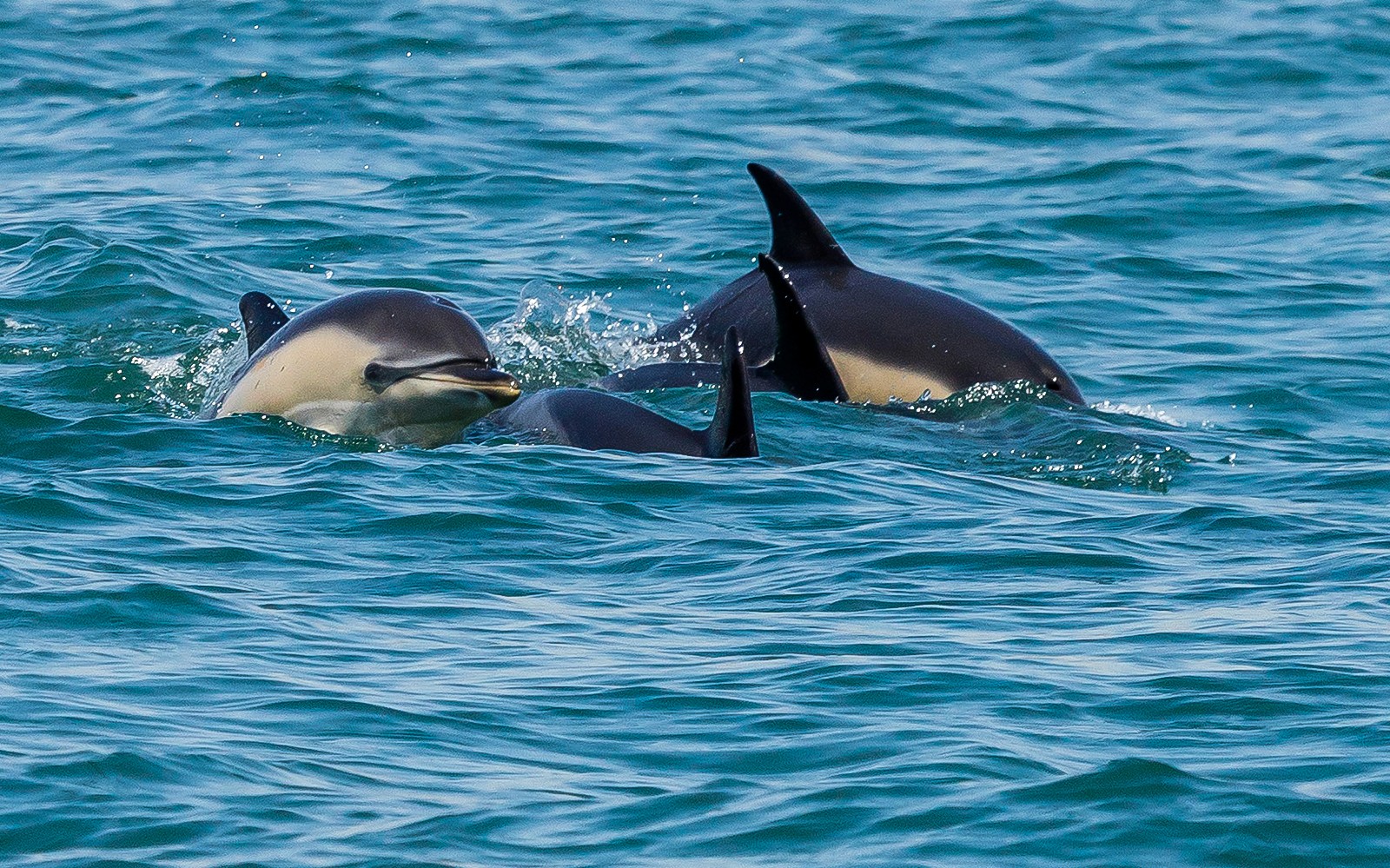 Dupini koji plivaju u oceanu tijekom izleta brodom u Lisabonu.