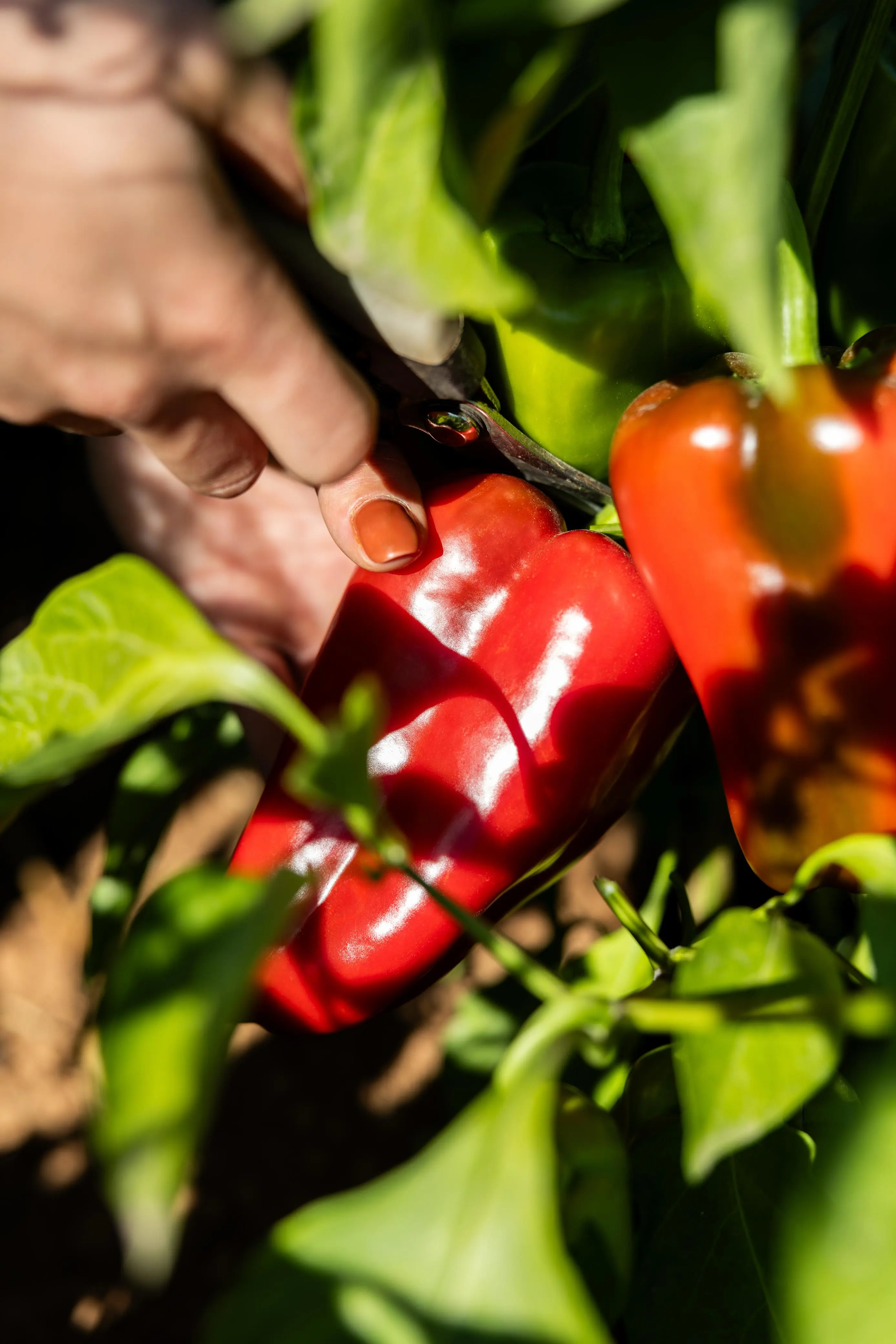 Pimiento asado del Bierzo recién preparado por La Bercianita, conservado con mimo y calidad local.