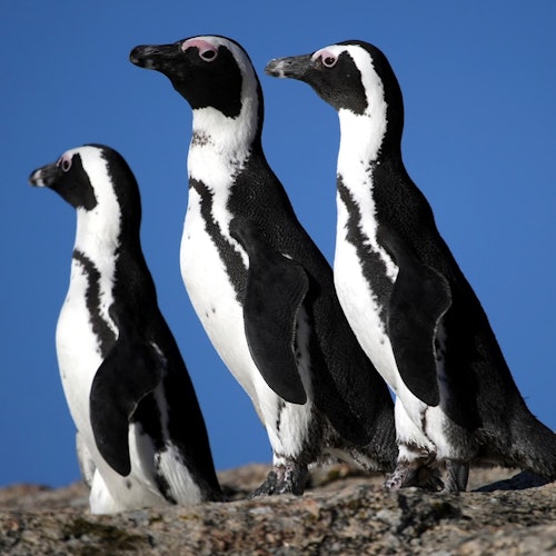 Penguins at Boulders Beach looking out onto the horizon.