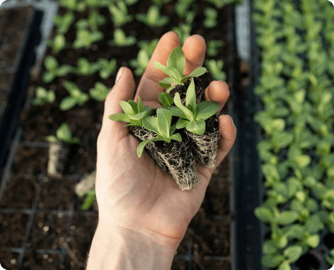 natural growing plants