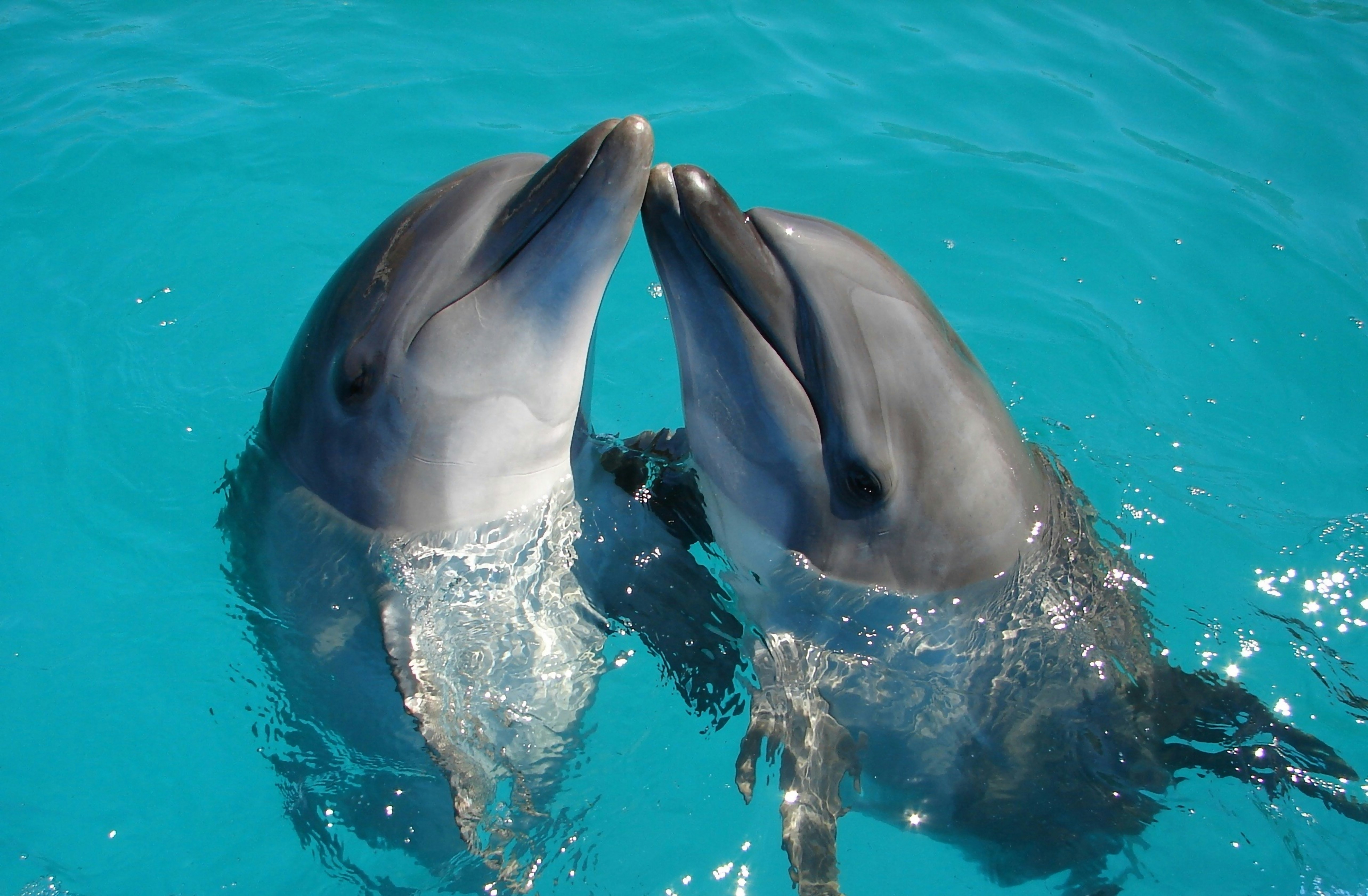 Dolphin Cruise Available On Request