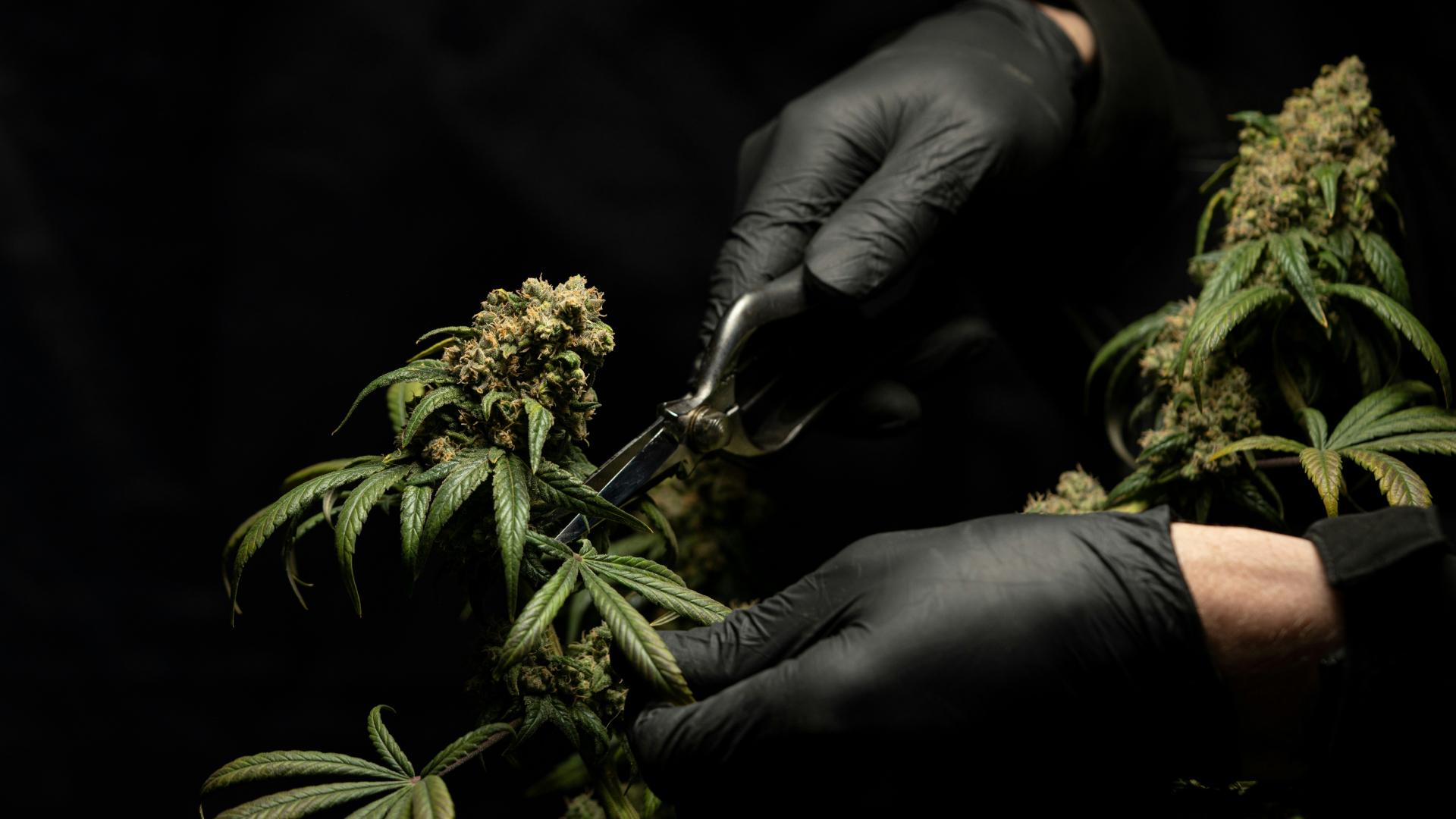 hands with black gloves cutting cannabis plant leave with scissors