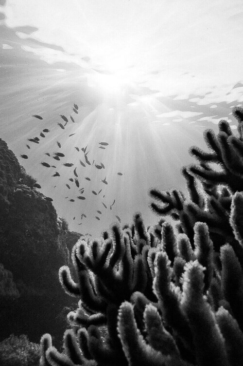 Book private plane Hamilton Island Australia - a view of the coral reef just off the shoreline of Hamilton Island