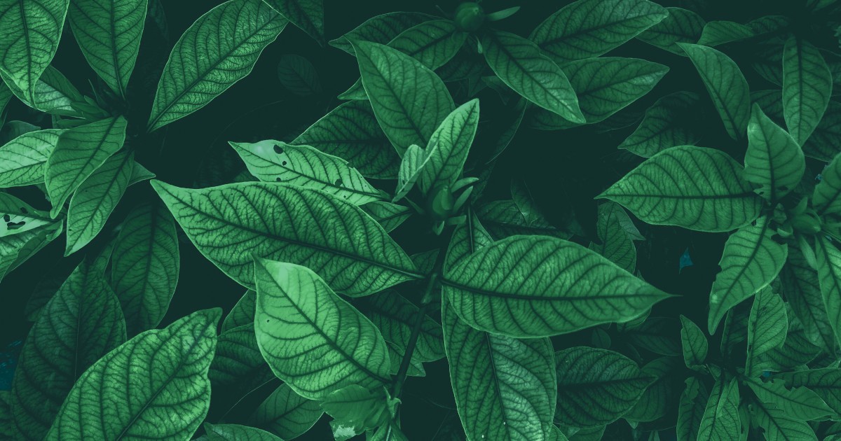 How Scalingo makes migrating from Heroku easy