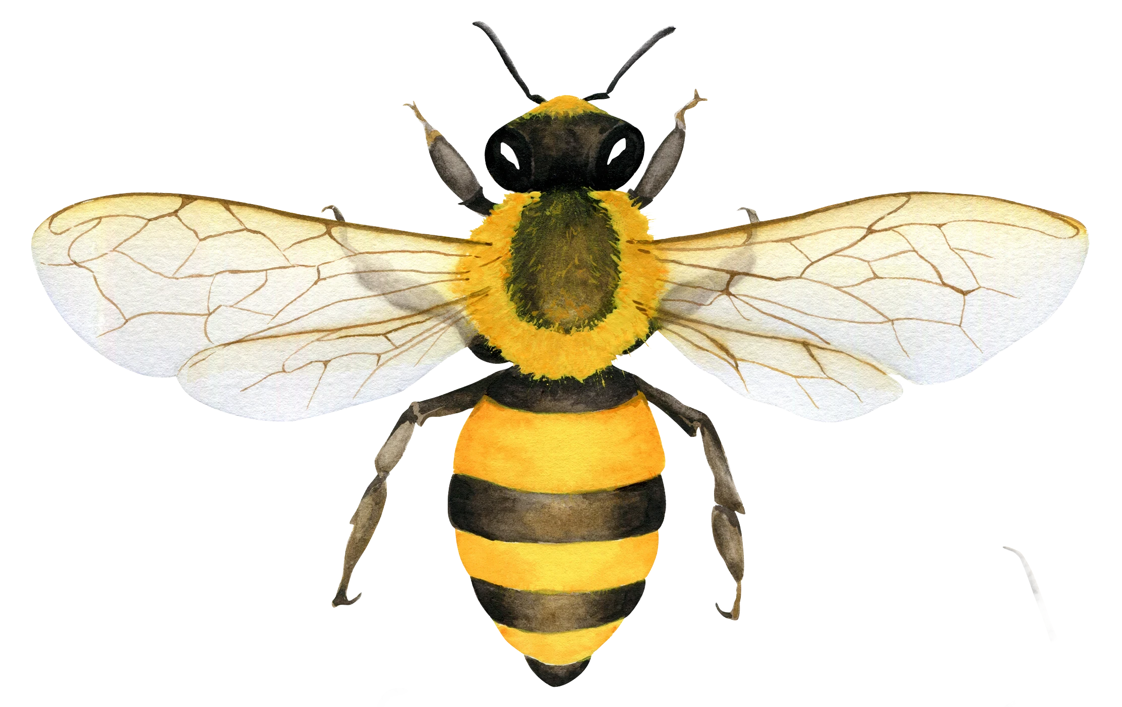 watercolor bee illustration