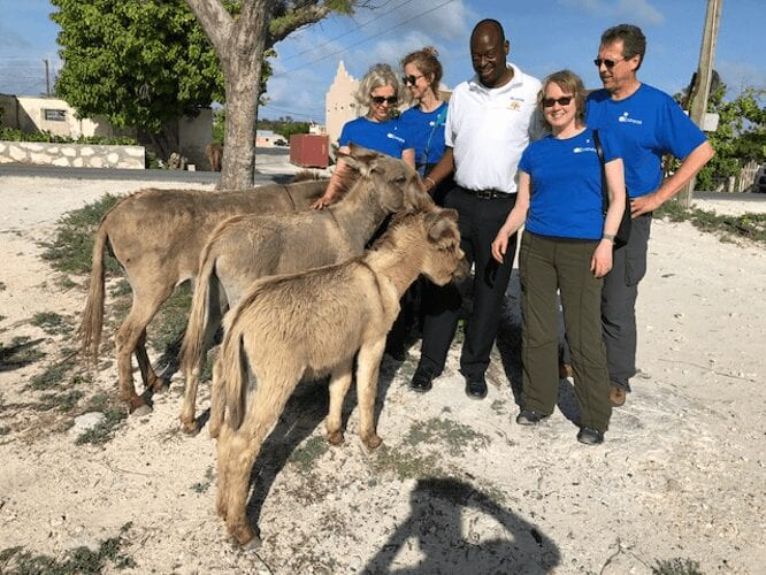 Donkeys