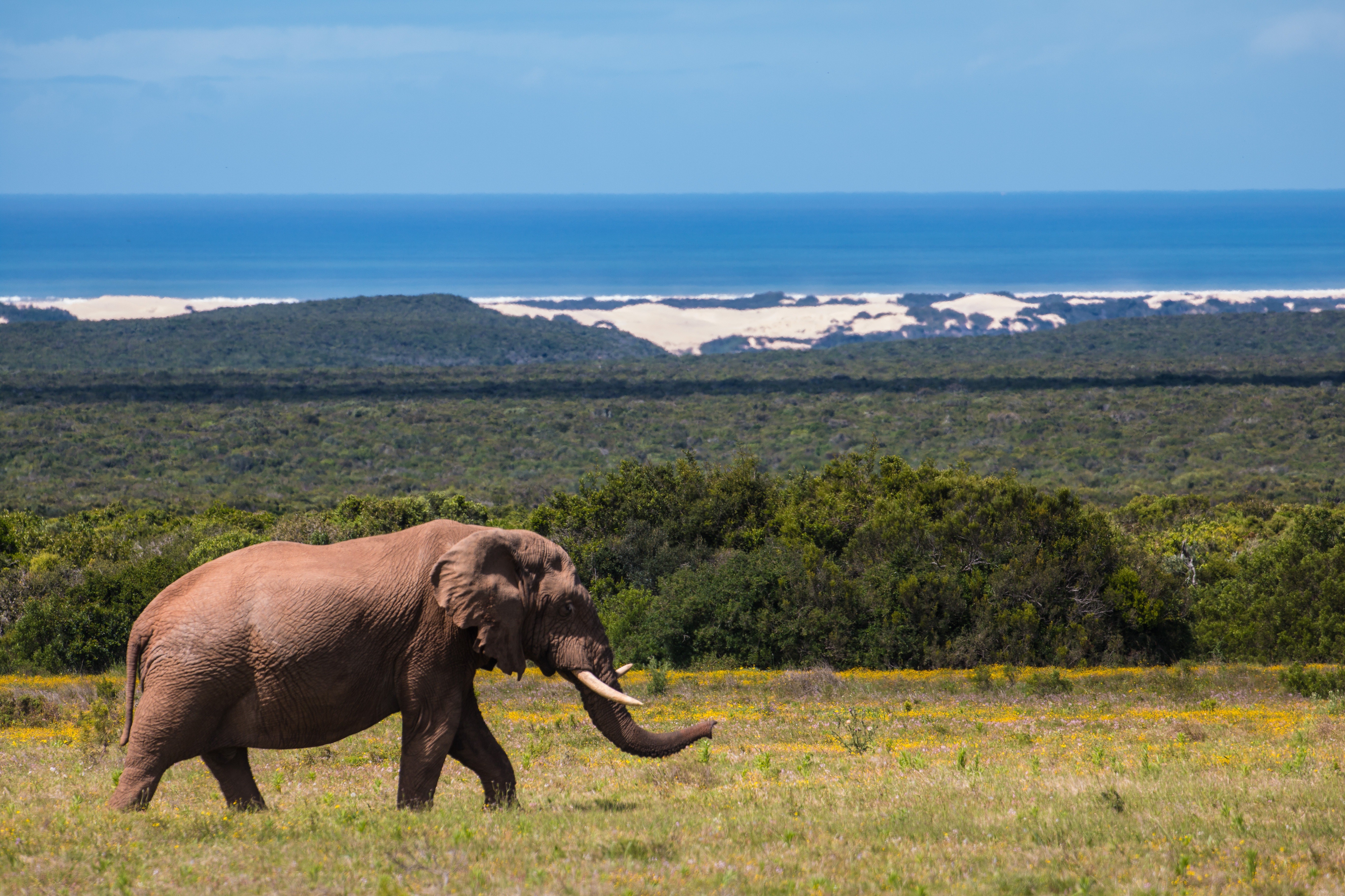 Tanzania Safari vs South Africa Safari