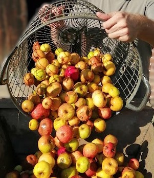 Pommes des Hautes-Alpes