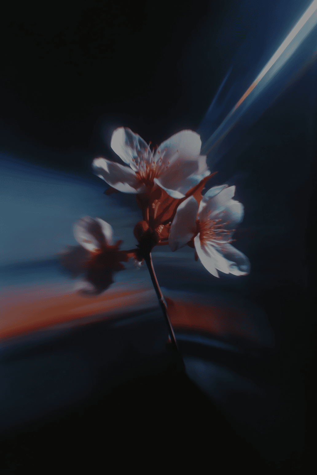 Dramatic flower close-up