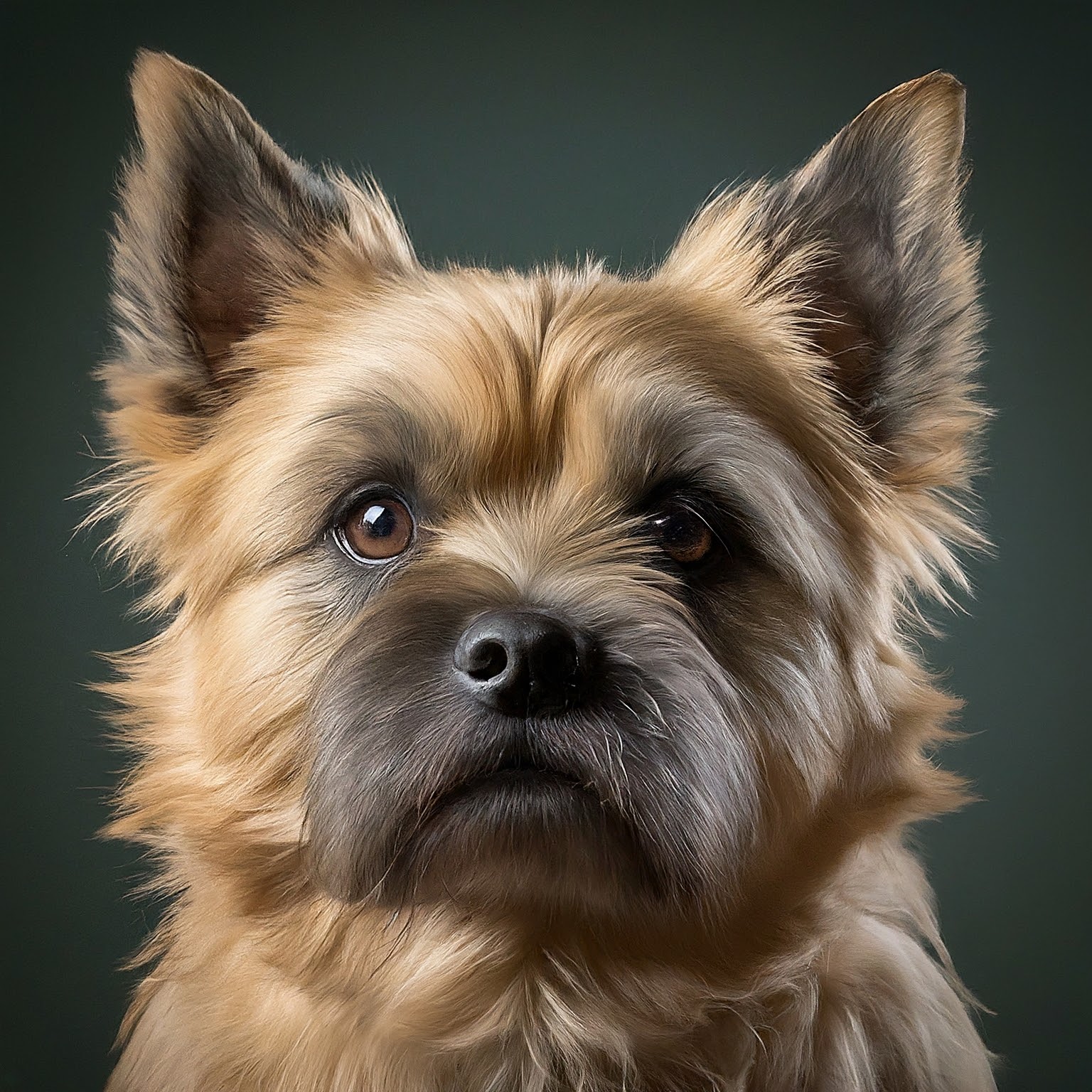 BUDDYUNO, Cairn Terrier