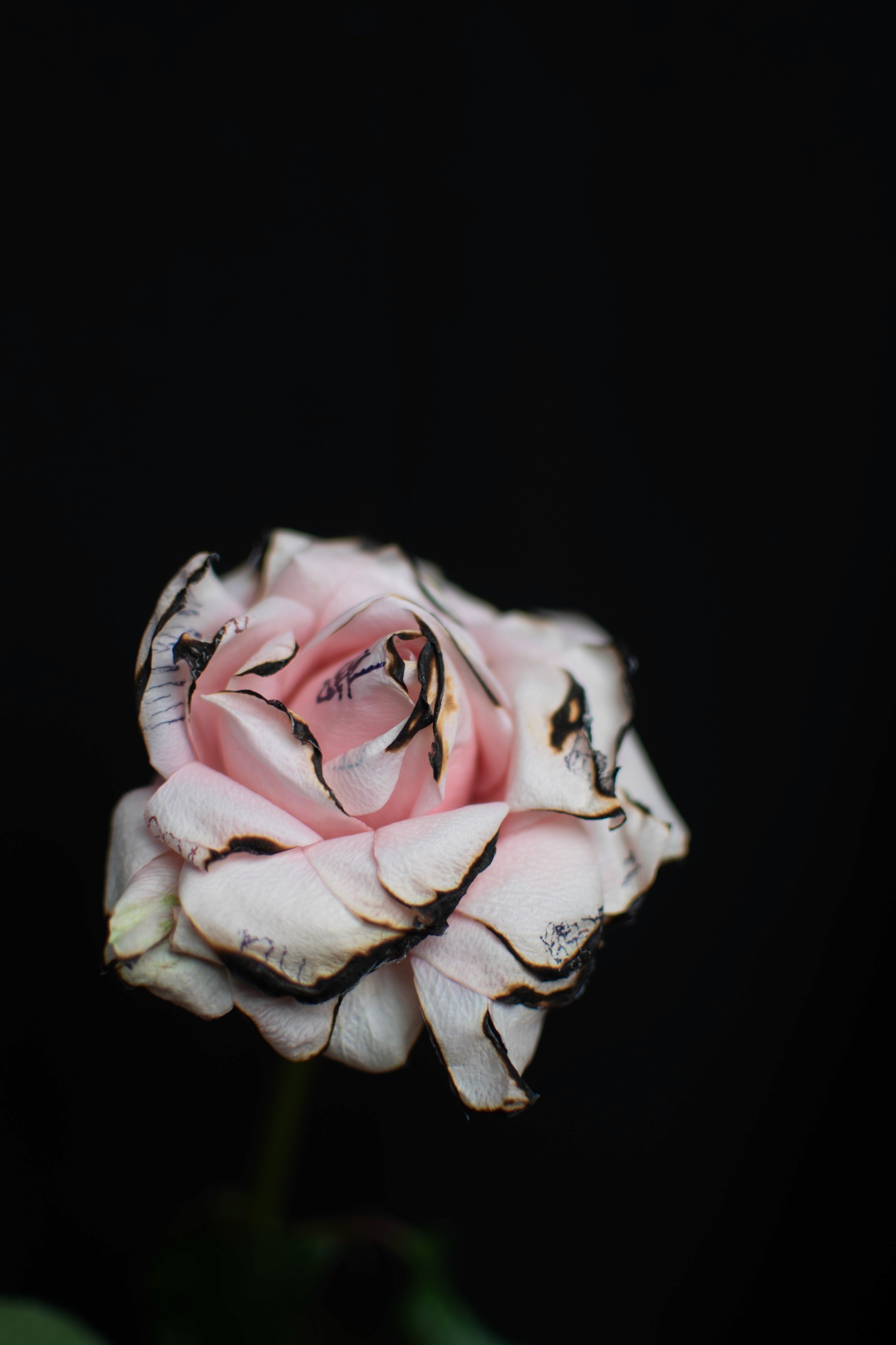 Bold editorial fashion portrait of model in houndstooth blazer with red tie and green shirt against bright turquoise background - Serif Creative Studio luxury fashion photography