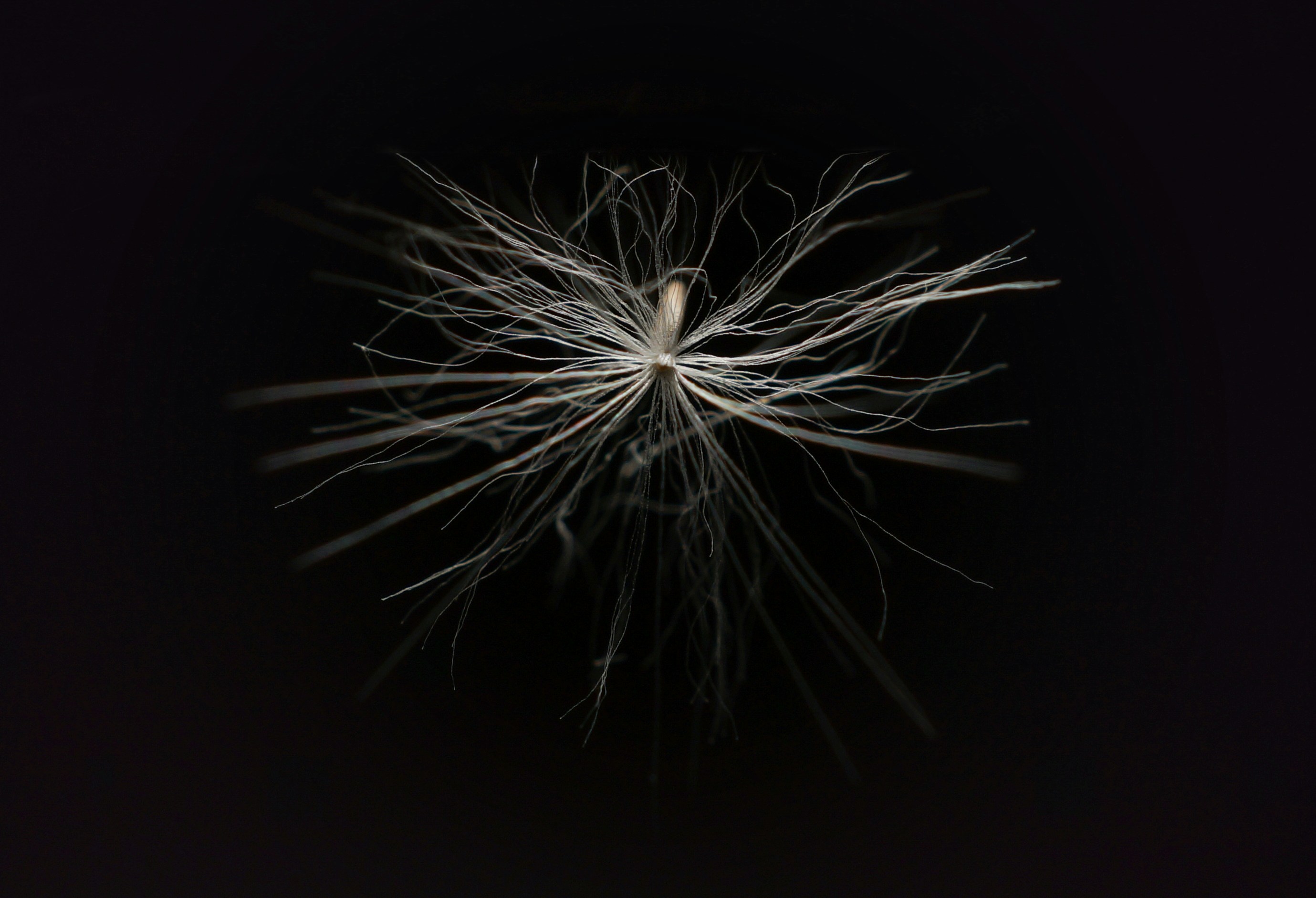 a close up of a dandelion on a black background