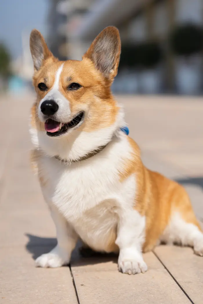 Photo of Wesley, dog, Welsh Corgi Breed