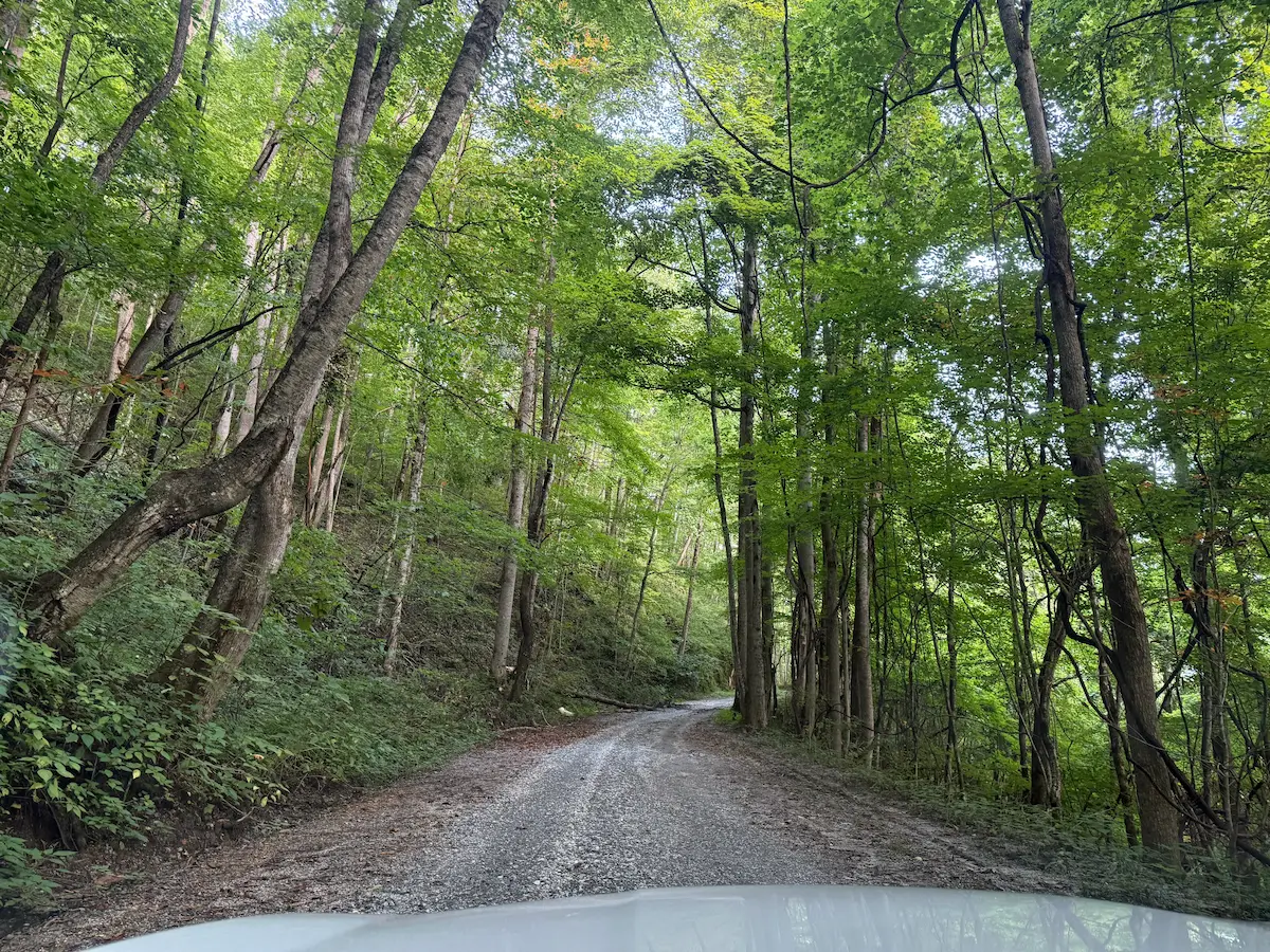 Gravel road in the woods