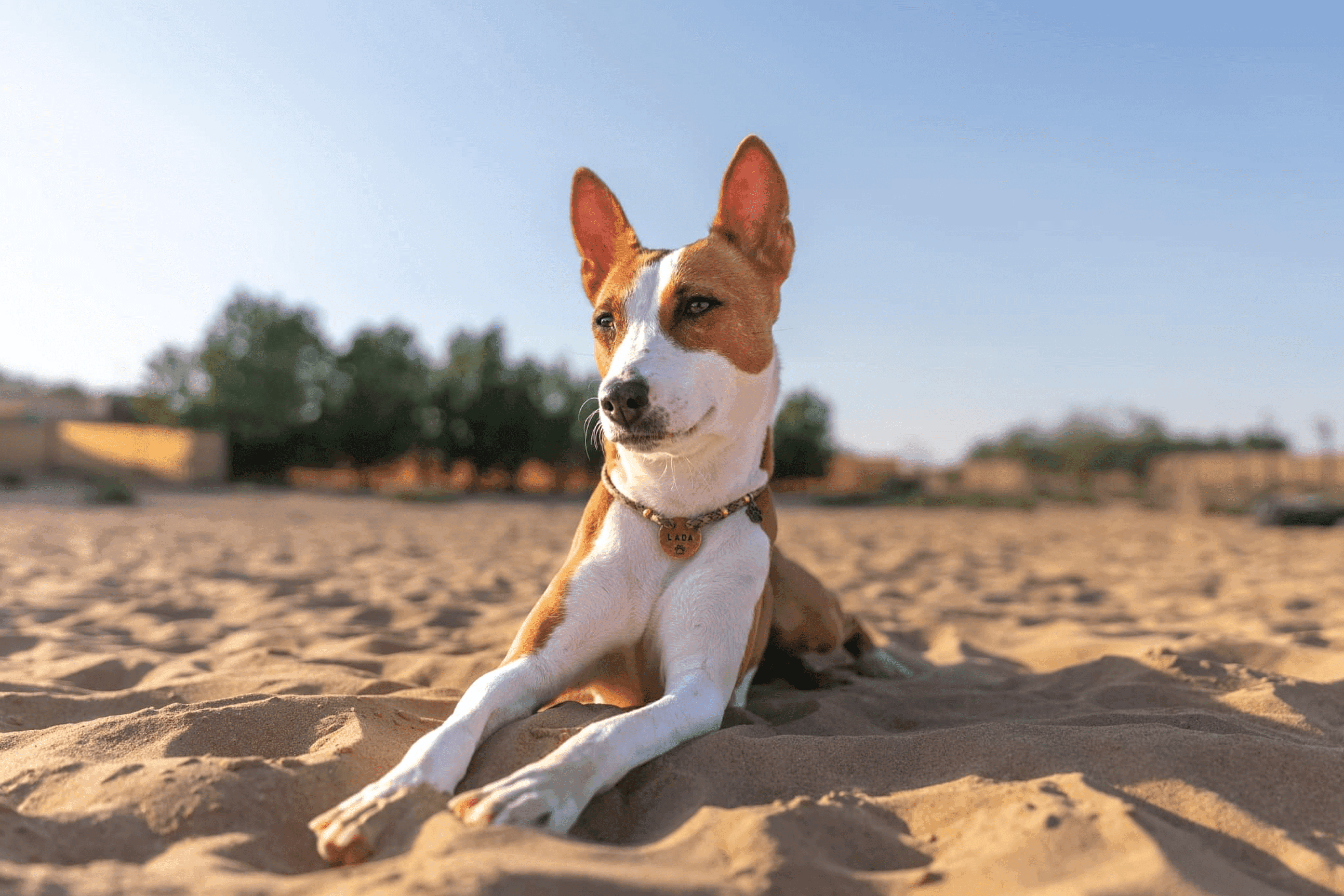 BarkPark Dubai: Location, Facilities, and Services