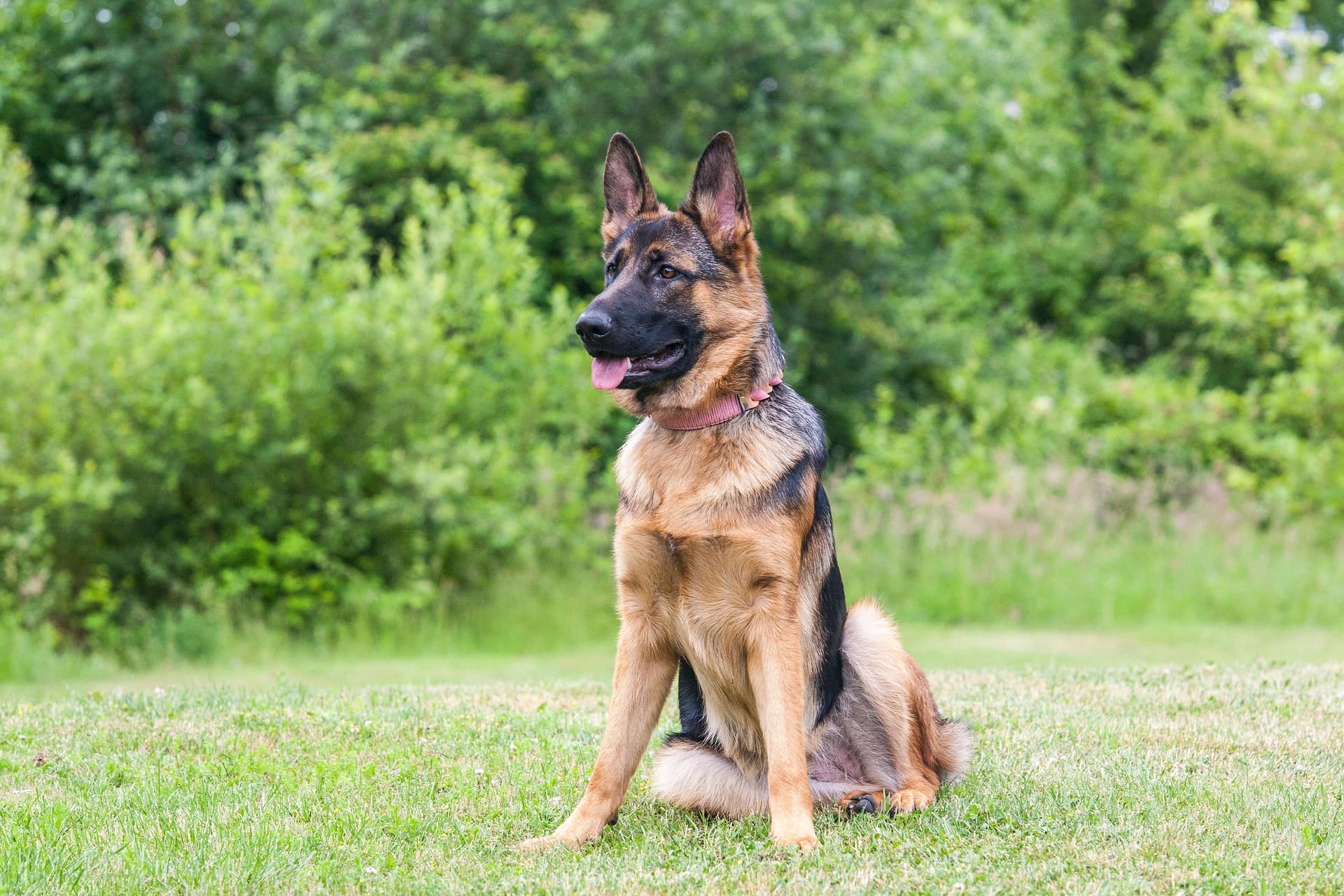 A German Shepherd is sitting down on the grass while looking far away.