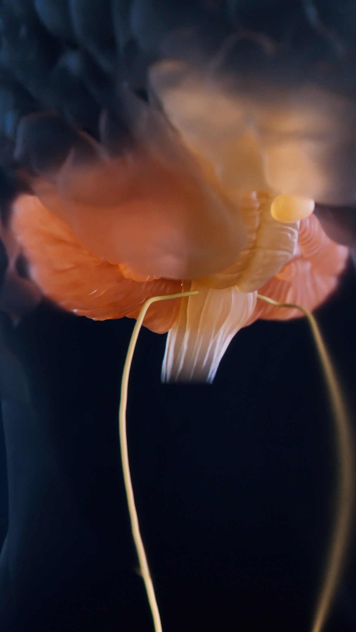 Visualization of brainstem and vagus nerve