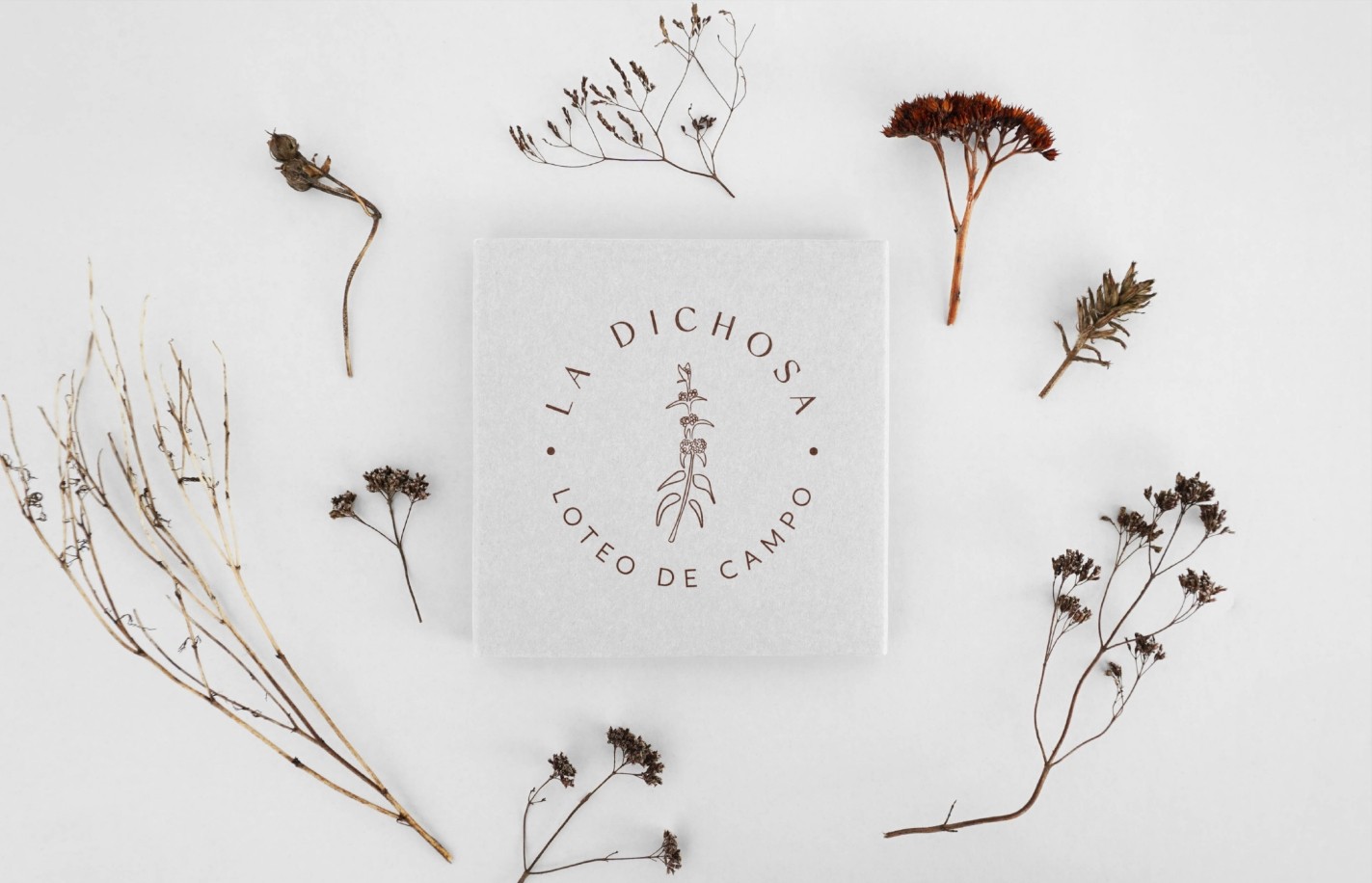 Branding and logo design 