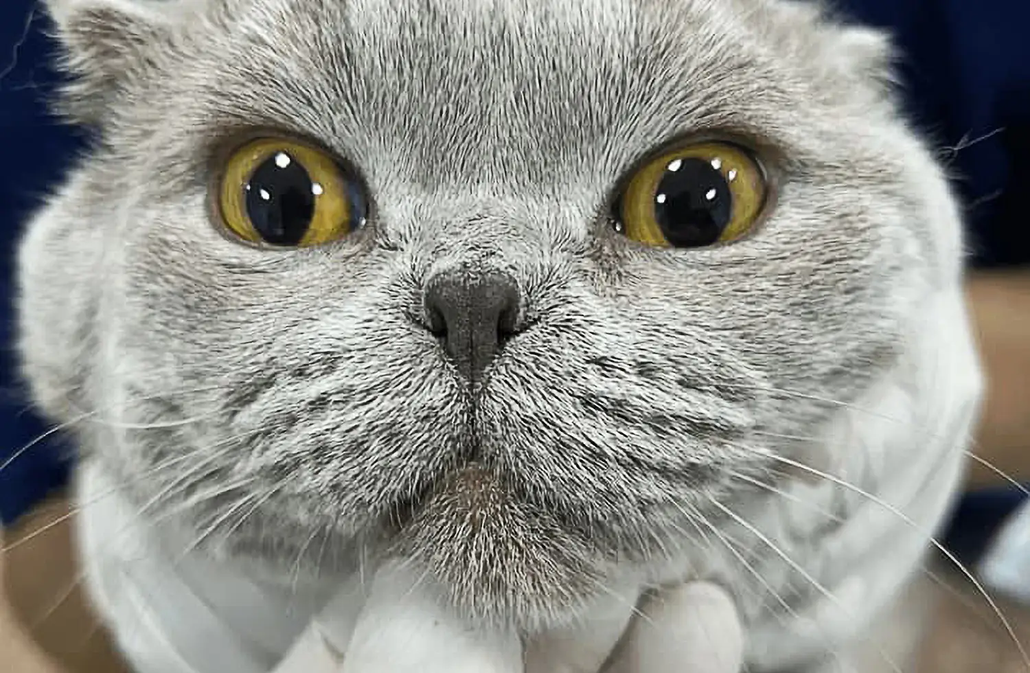 A gray cat named Nunu with yellow eyes is gently held by a gloved hand. The cat's face is up close, showing how its nostrils are narrowed.