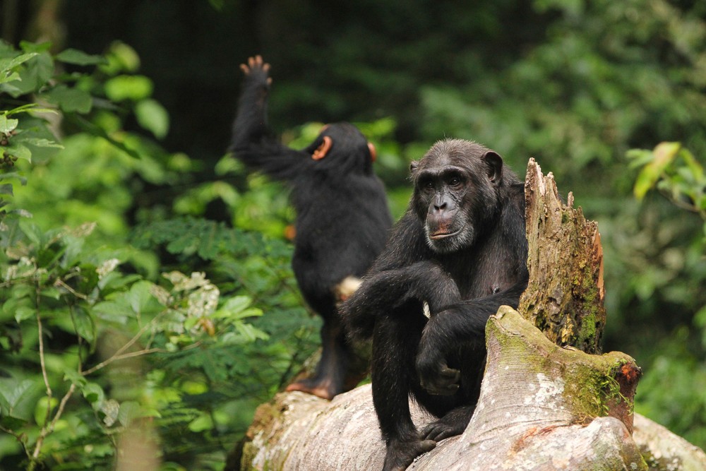 Chimpanzees in Kyambura Gorge