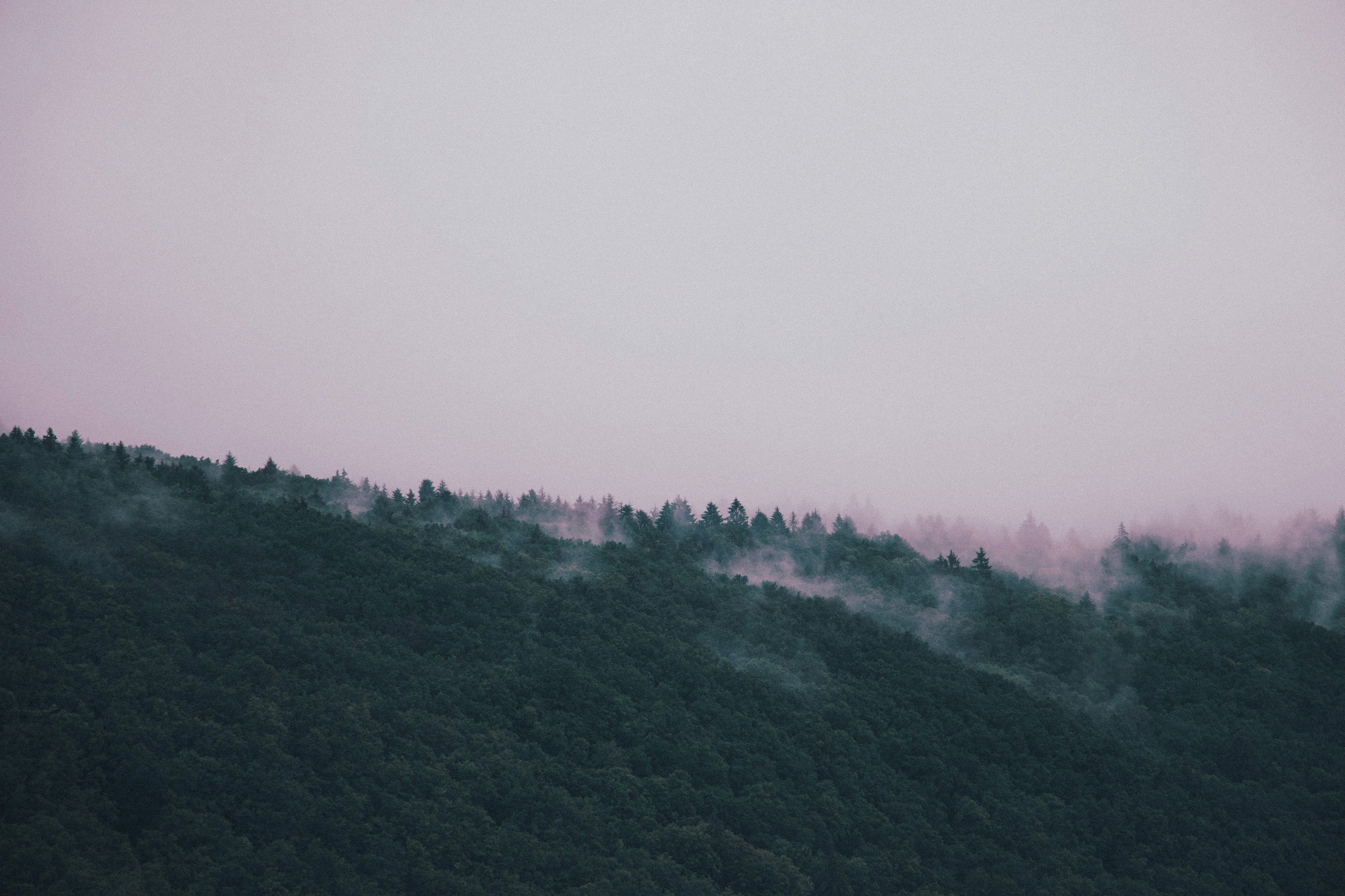 Landskapsfoto av skog med tåke