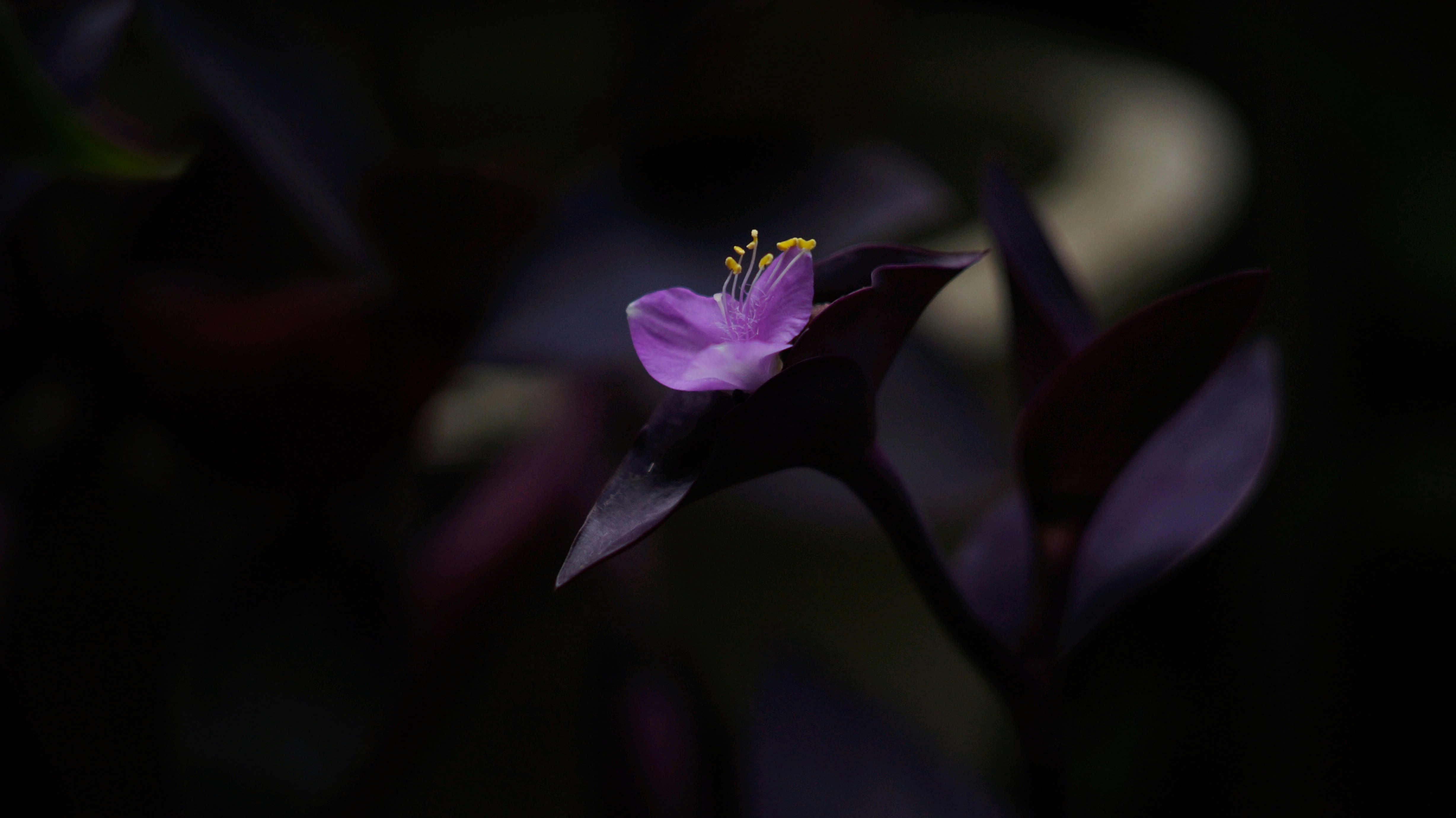 a close up of a purple flower with a blurry background