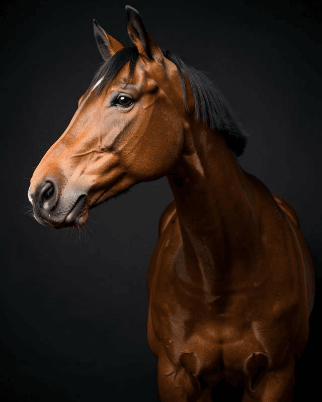 Horse Portrait Fine Art