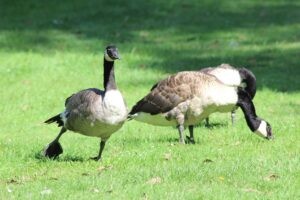 blue sky and white clouds over the sea