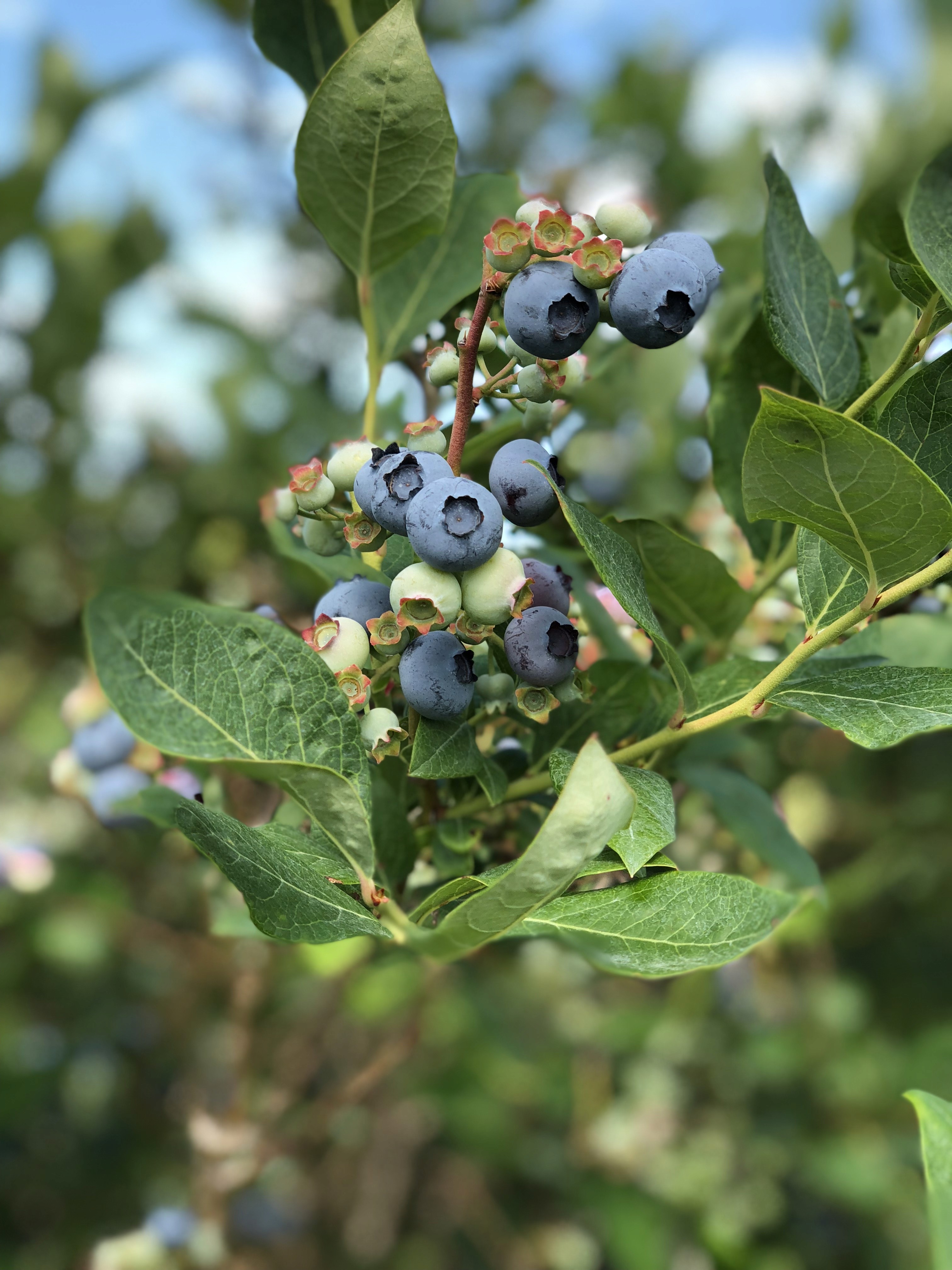 blueberry