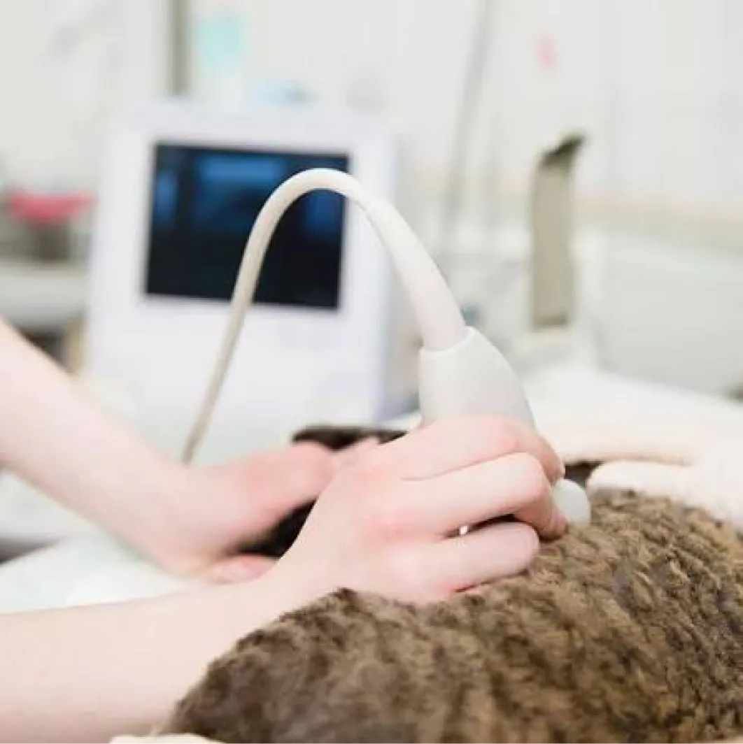 Imagem do serviço veterinário Exames Cardiologicos