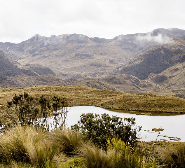 A serene lake surrounded by tall grass and bushes in a valley