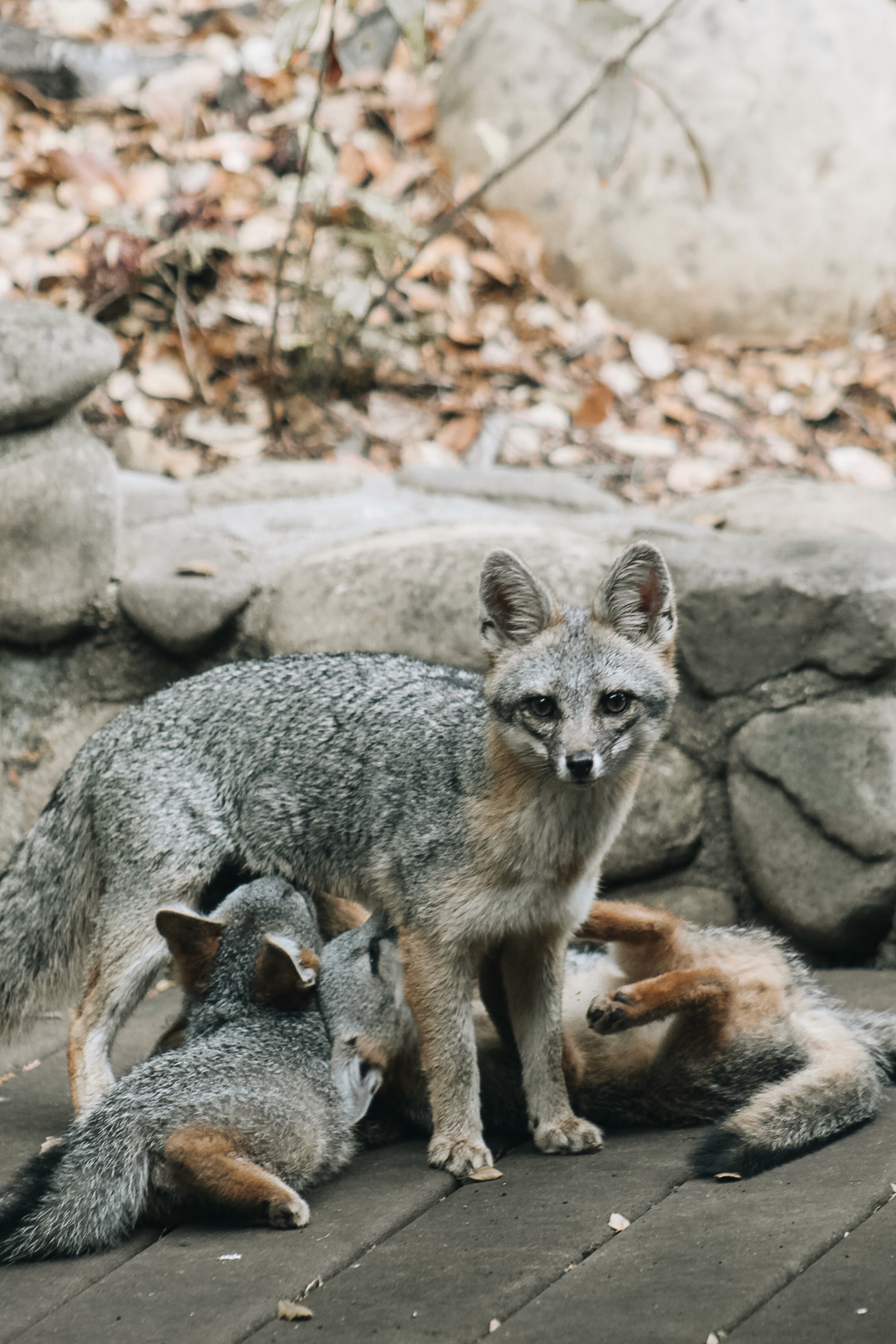 Gray Fox Mom Pups Nursing Wildlife Photography