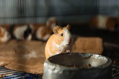 a hamster trying to eat