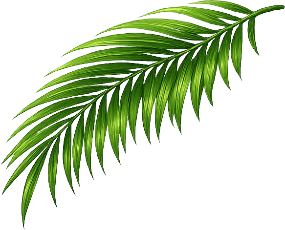 Palm leaf