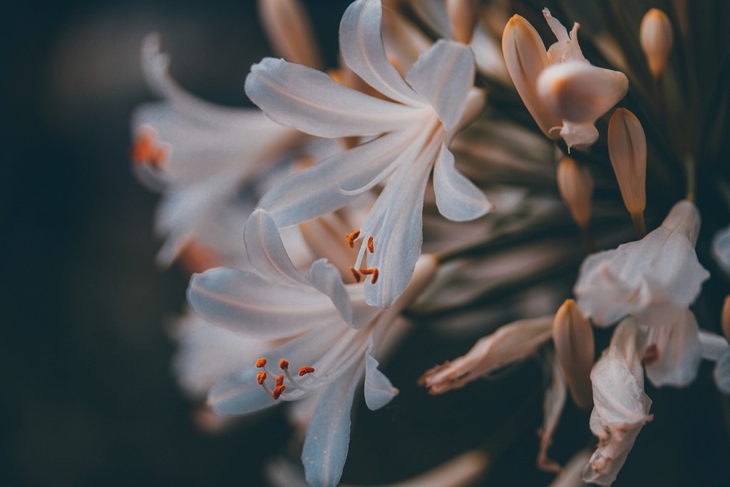 Photo by Renee G. Gudiño