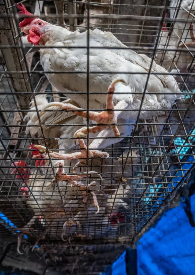 Chickens in a factory farm