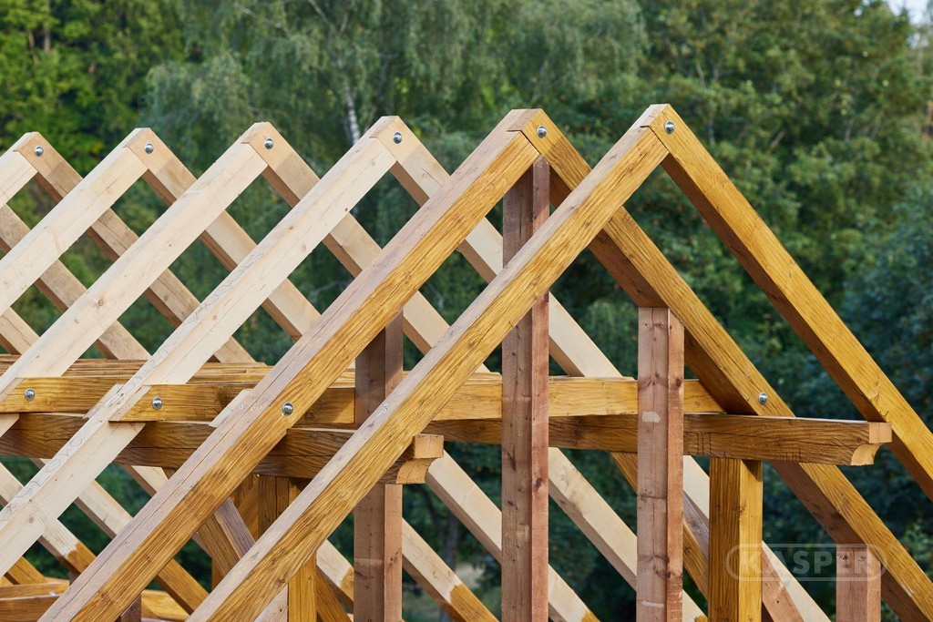 a tree with many leaves