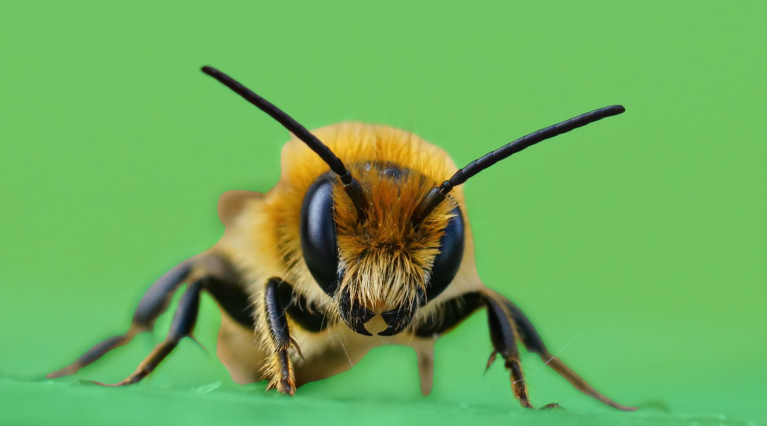 A detailed macro close-up photograph of a fuzzy golden and black bee, facing directly towards the camera, on a smooth green surface.