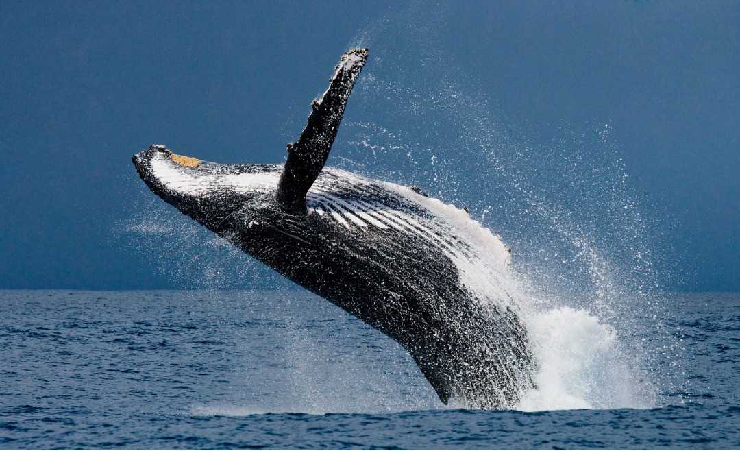 Whale jumping out of the water.