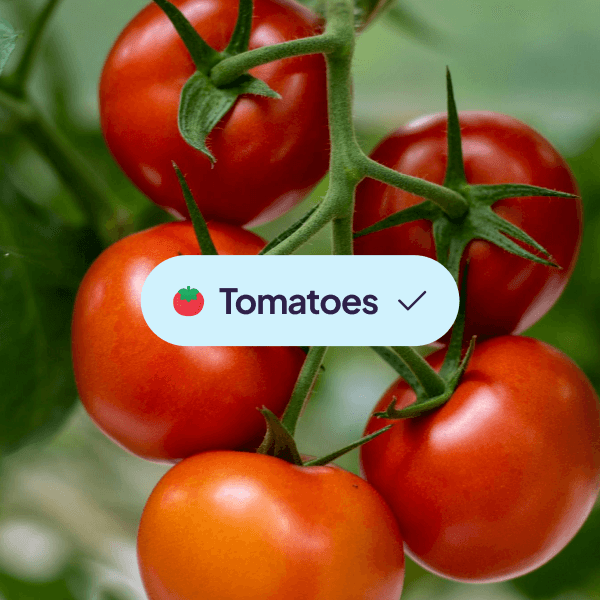 Agro4all_1 — Tomatoes on the vine with a 'Tomatoes' UI chip overlaid.