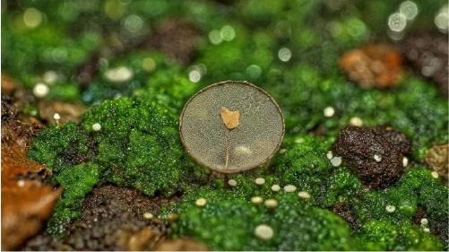 Small gray circular fungi structure emerging from green mossy soil.
