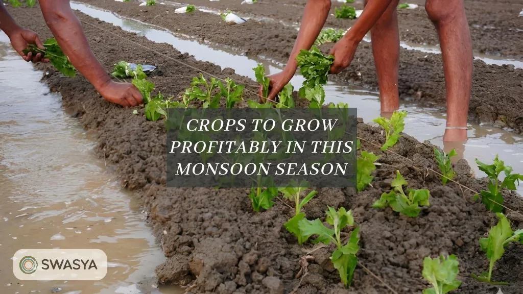 Profitable Farming Crops to Grow During this Monsoon Season