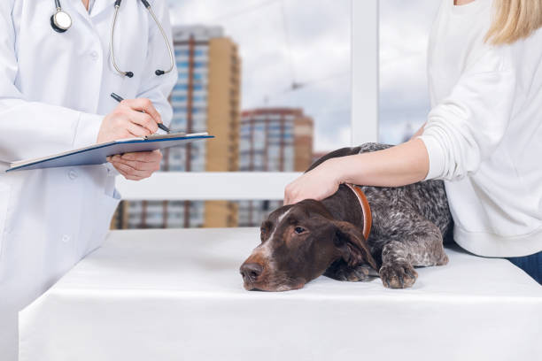 A dog is being diagnosed for a chronic disease