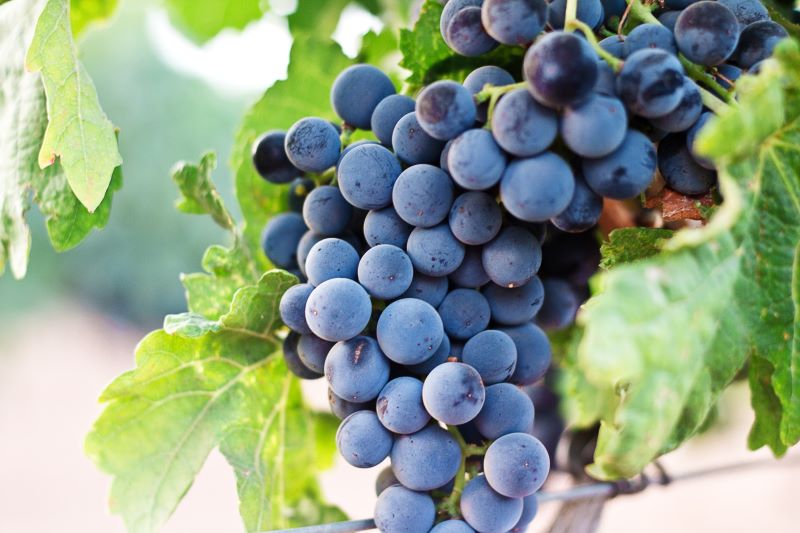 Uva nera