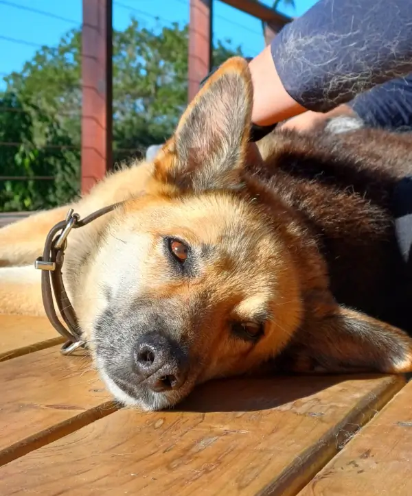 A brown dog lying down on her left side watching at the camera and having a massage on her right side of her body
