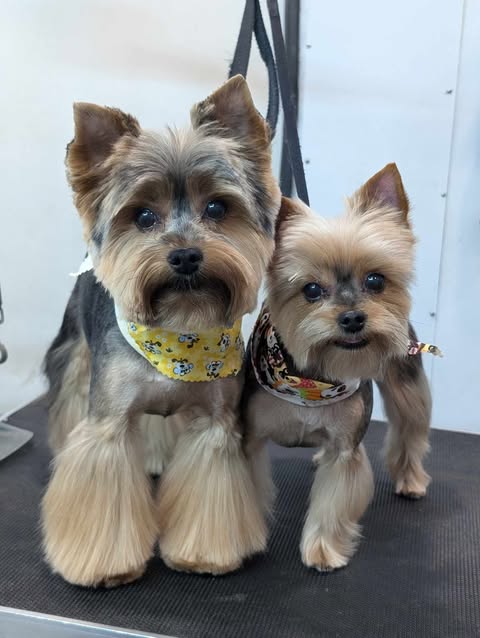 Extra Small Dog Grooming Bath Photo - Wags To Riches Dog Grooming